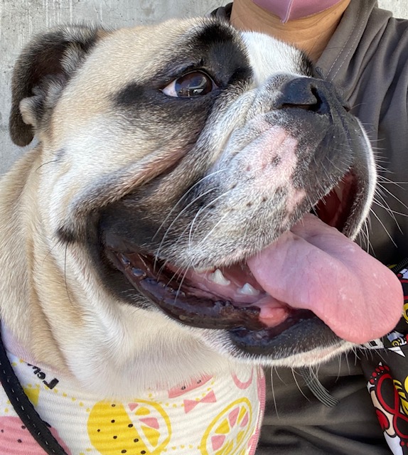 看板犬